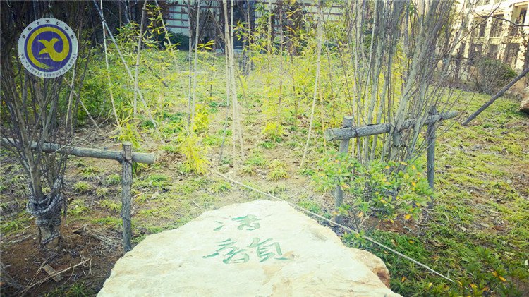 雪園“石頭記”，最美是氣質(zhì)(圖6)