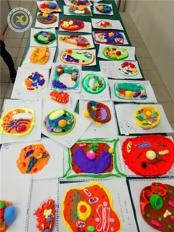 制作生物模型 體驗生命奧秘(圖4)