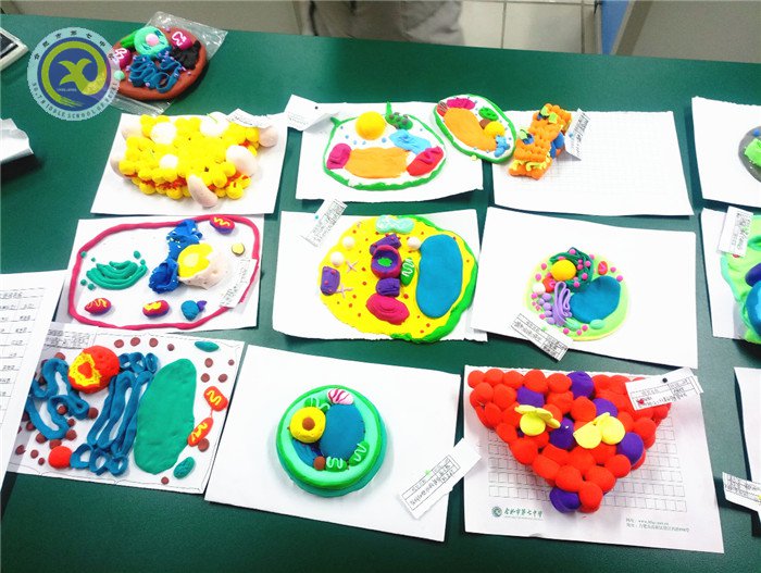 合肥七中2017屆生物模型制作比賽成功舉辦(圖4)