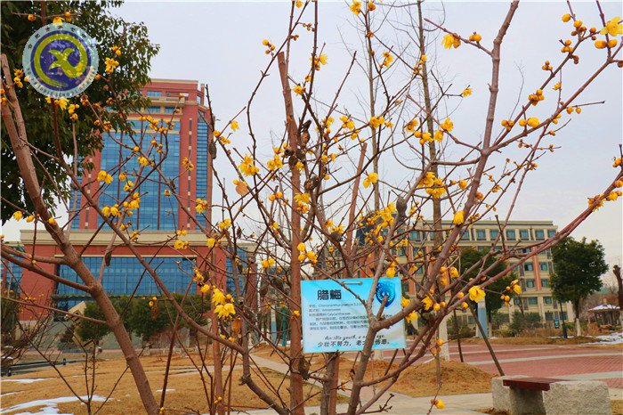 梅雪盼冬來，微笑迎春歸(圖14)