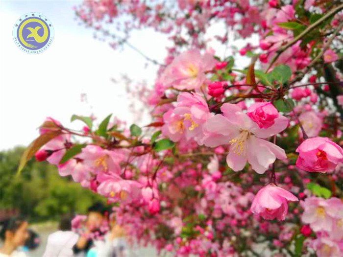 春風依舊，又是一年桃花香(圖2)