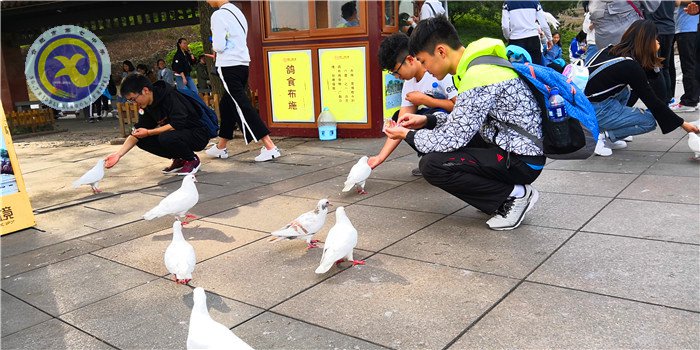 春風依舊，又是一年桃花香(圖4)