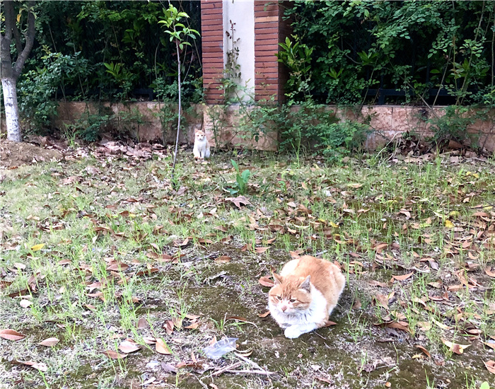 楊可盈 校內(nèi)小貓.jpg 楊可盈 校內(nèi)小貓.jpg