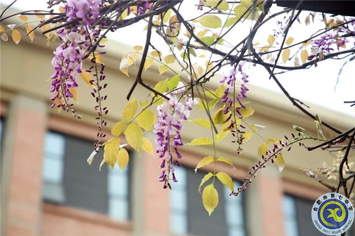 薔薇花開(kāi)的路口，畢業(yè)留影不言愁(圖2)