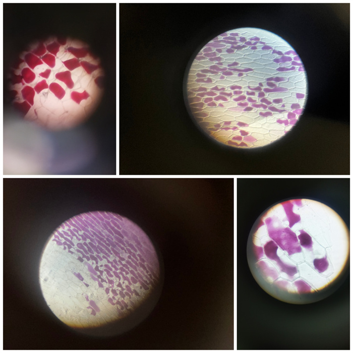 合肥七中高一年級(jí)開展生物實(shí)驗(yàn)課教學(xué)(圖2) 合肥七中高一年級(jí)開展生物實(shí)驗(yàn)課教學(xué)(圖2)
