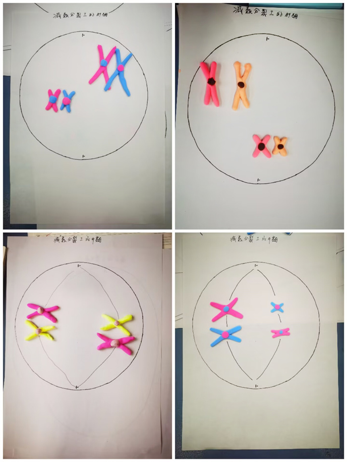 黏土、吸管變 “教具”：合肥七中生物實(shí)踐課讓遺傳 “看得見(jiàn)”(圖2)