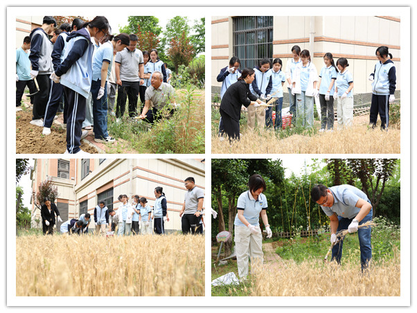 割小麥.jpg 割小麥.jpg