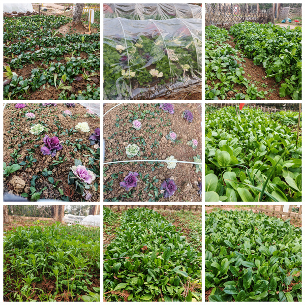 從播種到收獲，七中少年在田埂上書寫成長答卷(圖4)