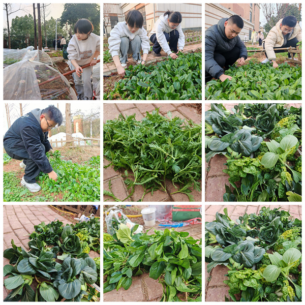 從播種到收獲，七中少年在田埂上書寫成長答卷(圖2)