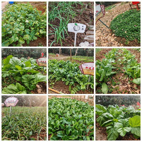 從播種到收獲，七中少年在田埂上書寫成長答卷(圖1)